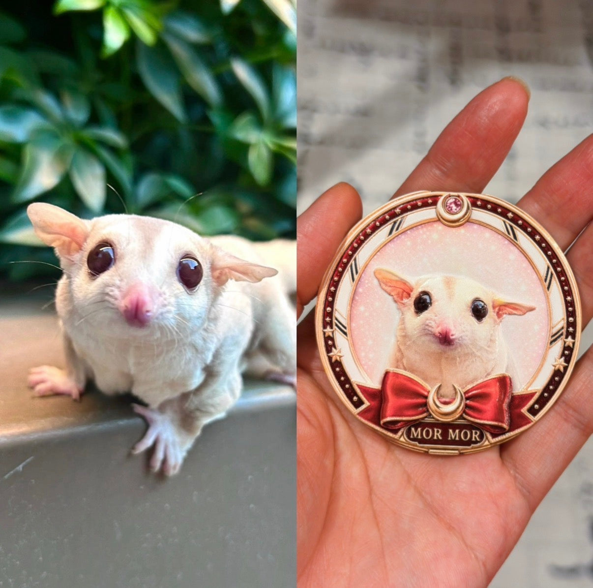 Sailor Pet Collection